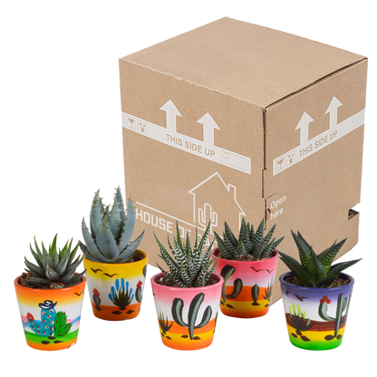 Gasteria/Haworthia-Mischung 5,5cm - 5x - Mexicaanse pot - Pflanzfix24.de - Pflanzfix24.de