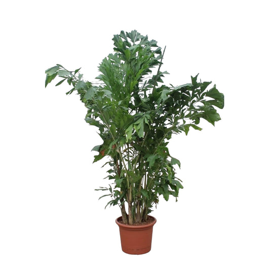 Caryota Mitis 220 cm – Fischschwanzpalme im Topf Ø45 – Pflanzfix24