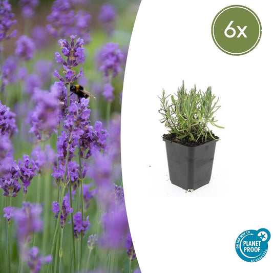 6x Lavandula ang. 'Munstead' - ↕10-25cm - Ø9cm - Pflanzfix24.de - Pflanzfix24.de