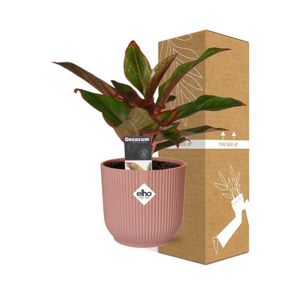 Aglaonema Crete in ELHO Vibes Fold 14cm roze - Pflanzfix24