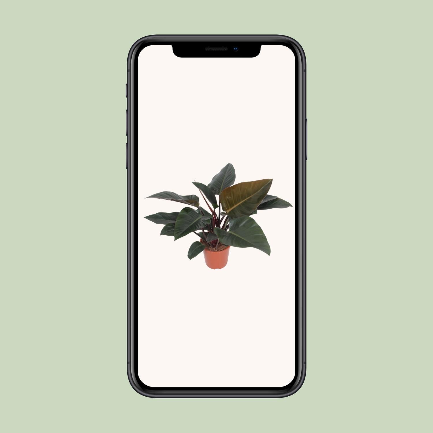 Philodendron Congo Red Ø27cm – Luftreinigende Zimmerpflanze | Pflanzfix24.de - Pflanzfix24.de