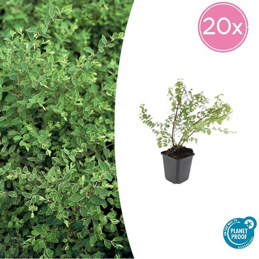 20x Symphoricarpos ch. 'Hancock' - pflanzfix24