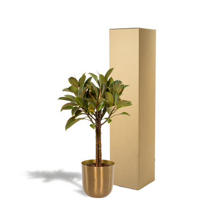 Ficus Elastica Melany Stamm + Topf Mayk Gold - ↨90cm - Ø21cm - Pflanzfix24