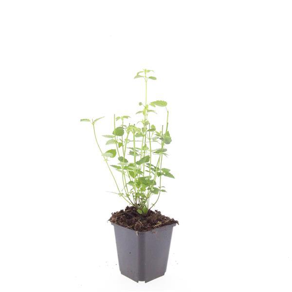 6x Agastache Black Adder Stauden | Pflanzfix24