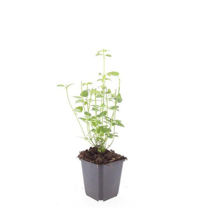 6x Agastache Black Adder Stauden | Pflanzfix24