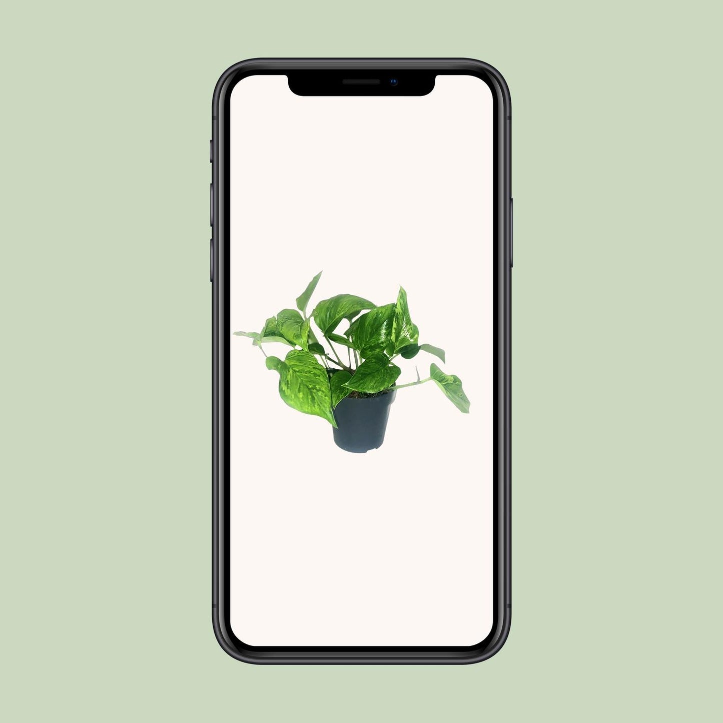 Scindapsus Trebie Ø12 cm – Zimmerpflanze | Pflanzfix24