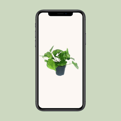 Scindapsus Trebie Ø12 cm – Zimmerpflanze | Pflanzfix24
