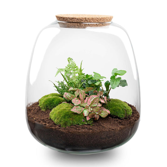 Plant Terrarium Emma DIY Kit Ø 23 cm – Hedera Pink | Pflanzfix24.de - Pflanzfix24.de
