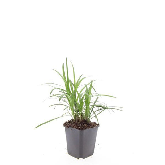 48x Liriope muscari 'Monroe White' - ↕10-25cm - Ø9cm - Pflanzfix24