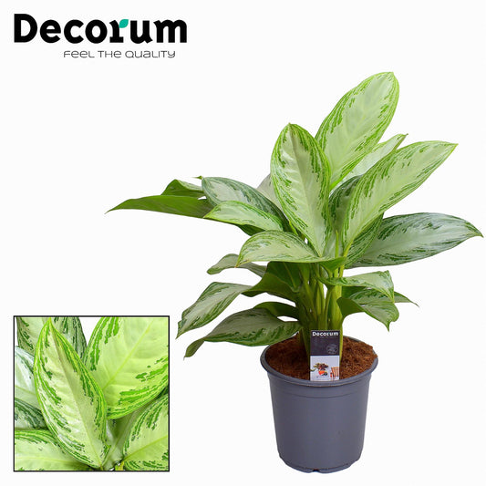 Aglaonema Silver Bay - Ø21cm - ↕80cm - Pflanzfix24