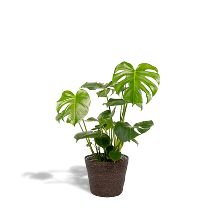 Monstera Deliciosa + Korb Igmar - Zimmerpflanze - Pflanzfix24