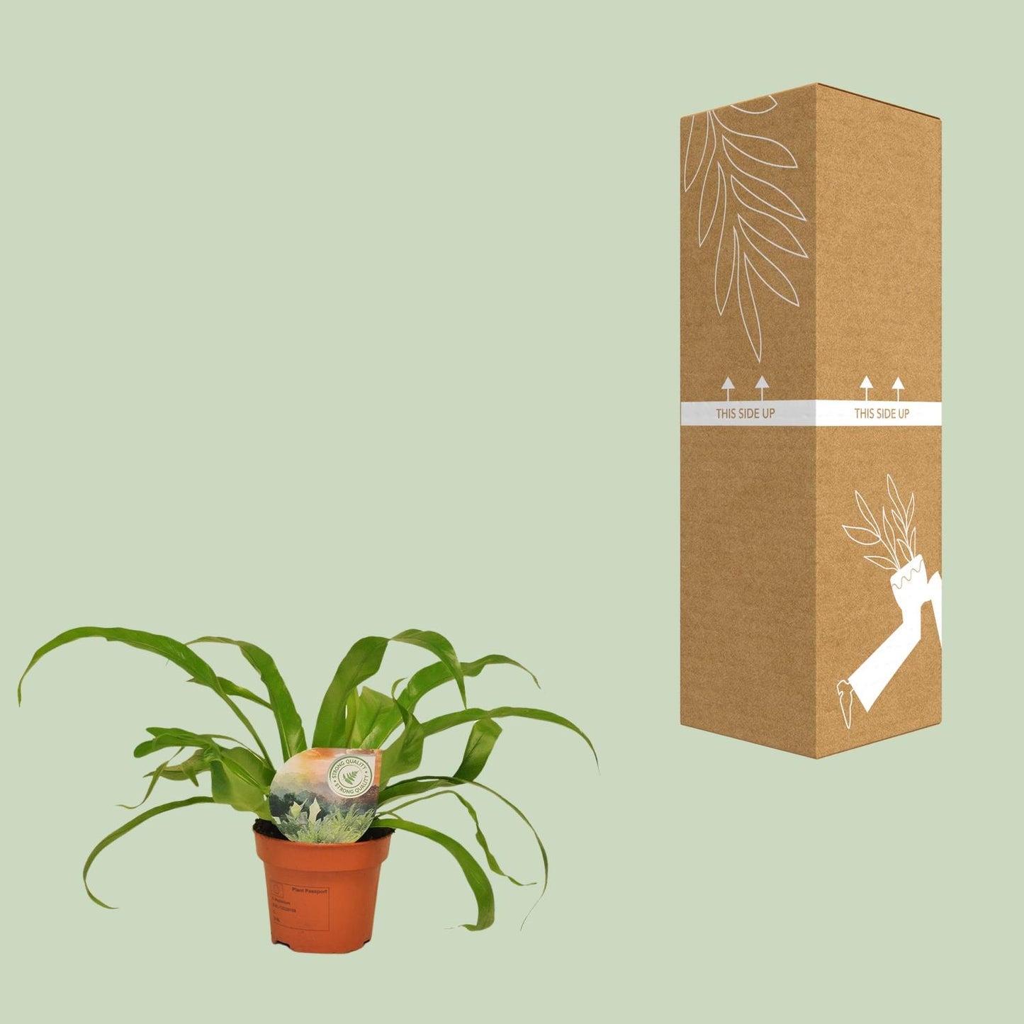 Asplenium Antiquum - Ø12cm - ↕30cm bei Pflanzfix24.de - Pflanzfix24.de