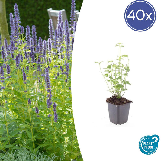 40x Agastache 'Black Adder' - Pflanzfix24.de - Pflanzfix24.de