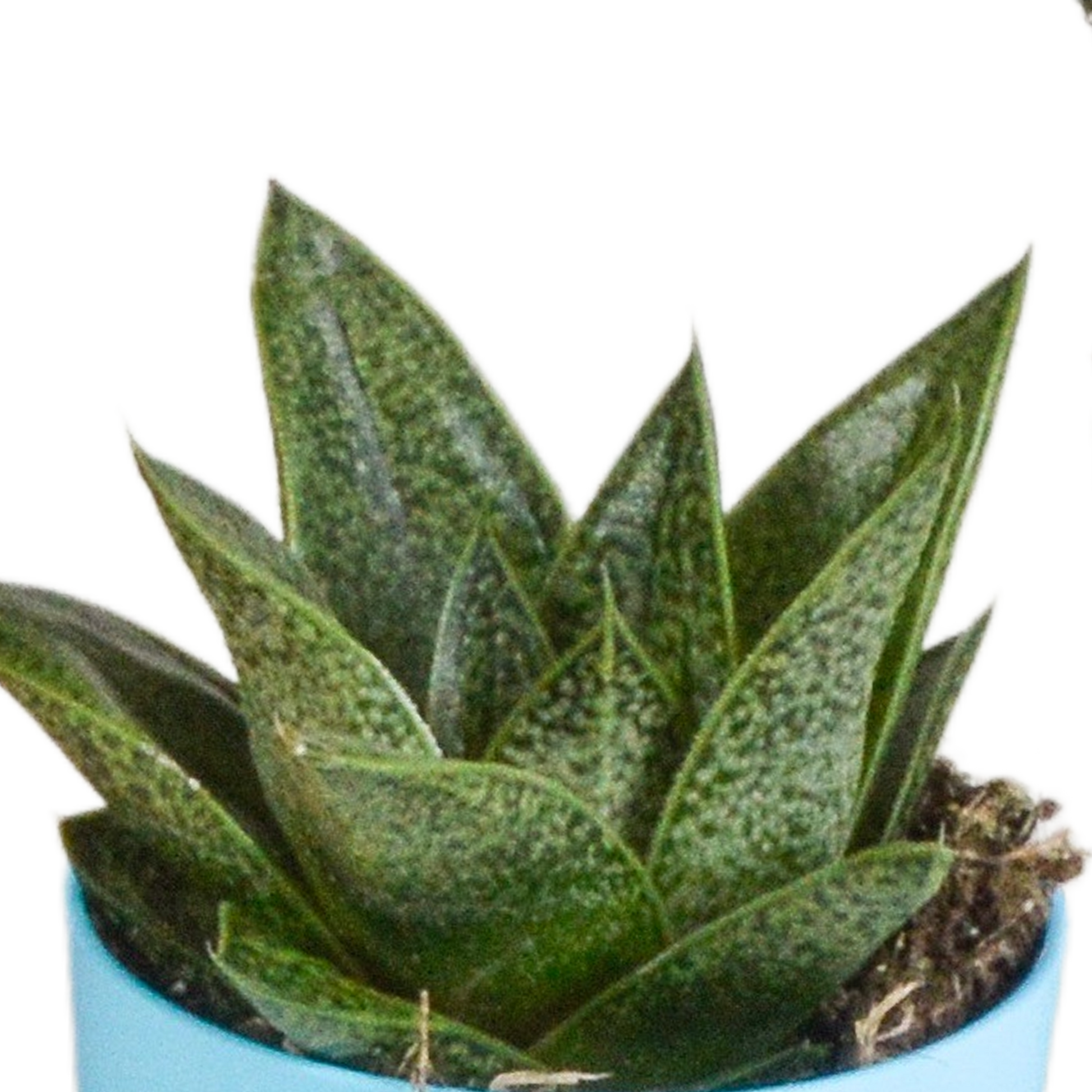 Gasteria/Haworthia-Mischung 5,5cm - 5x - in gekleurde plasticpot - Pflanzfix24.de - Pflanzfix24.de