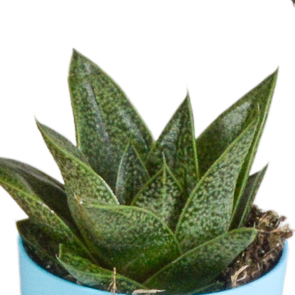 Gasteria/Haworthia-Mischung 5,5cm - 5x - in gekleurde plasticpot - Pflanzfix24.de - Pflanzfix24.de