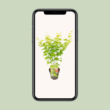 Acer palmatum Going Green - Ø15cm - ↕30cm - Pflanzfix24.de - Pflanzfix24.de