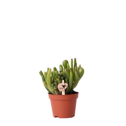 Crassula Hobbit Ø6 cm – Pflanzfix24.de - Pflanzfix24.de
