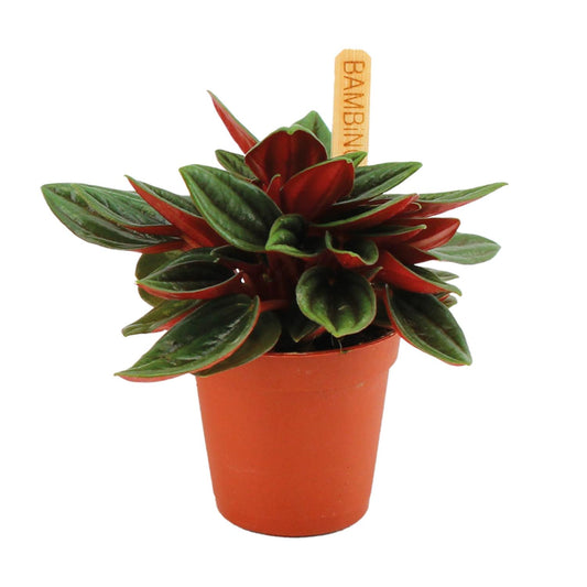 Peperomia Caperata Rosso - Ø6cm - ↕10cm - Pflanzfix24