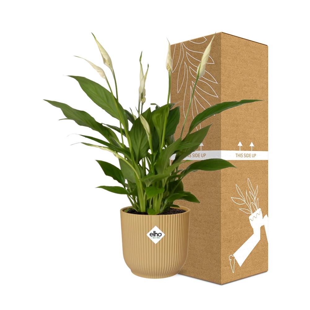 Friedenslilie Spathiphyllum Torelli 12 cm im ELHO Vibes Fold Topf gelb | Pflanzfix24