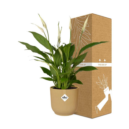 Friedenslilie Spathiphyllum Torelli 12 cm im ELHO Vibes Fold Topf gelb | Pflanzfix24