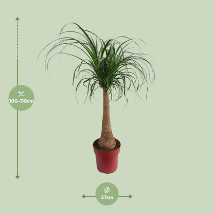 Beaucarnea 'Maya Palm' Stam P27 - Ø27cm - ↕110cm - Pflanzfix24