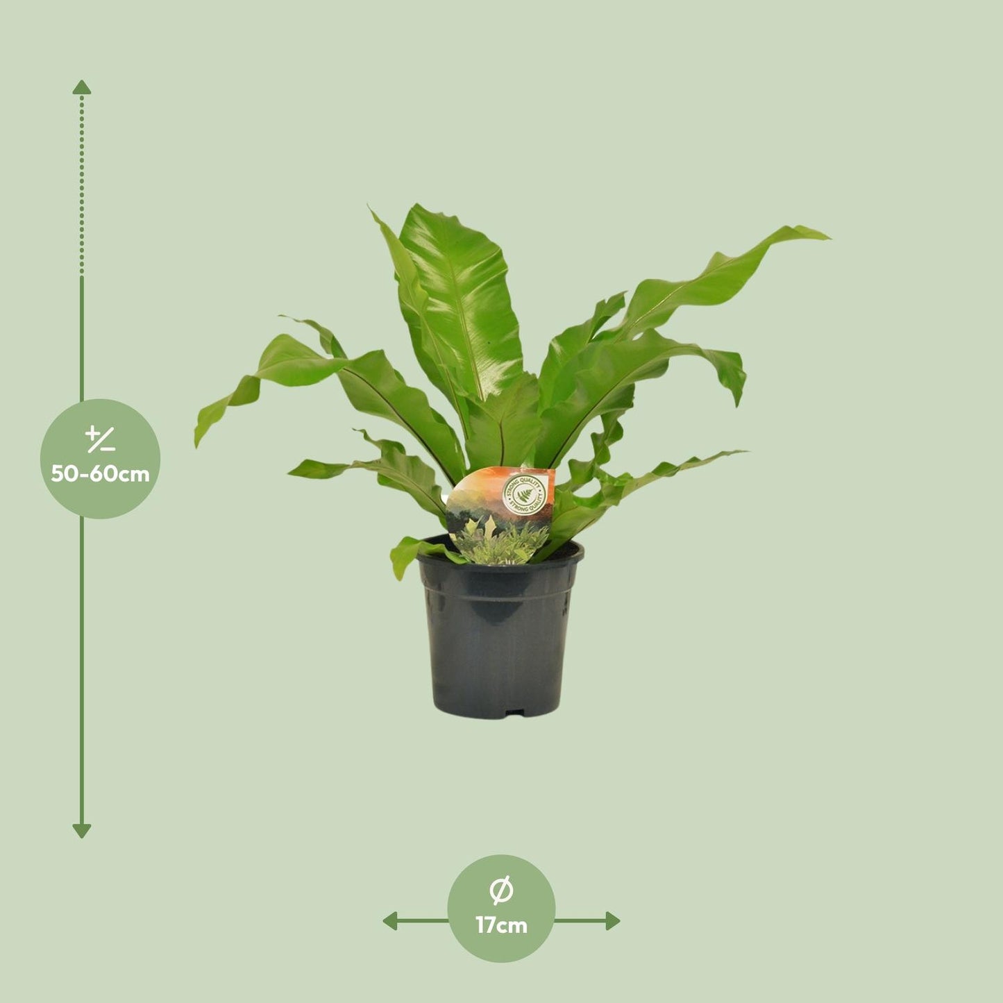 Asplenium Nidus - Ø17cm - ↕60cm - Pflanzfix24