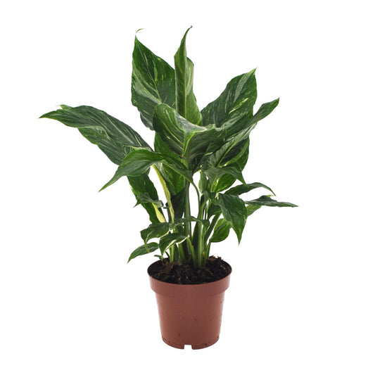 Spathiphyllum Diamond 40 cm – Friedenslilie – Pflanzfix24