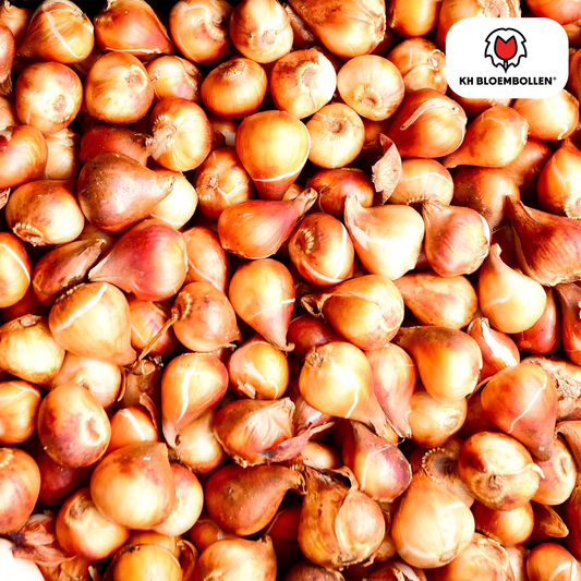 Tulpenbollen Icoon - 20 Stuks | KH Bloembollen® | Oranje Dubbelbloemige Tulp - Pflanzfix24