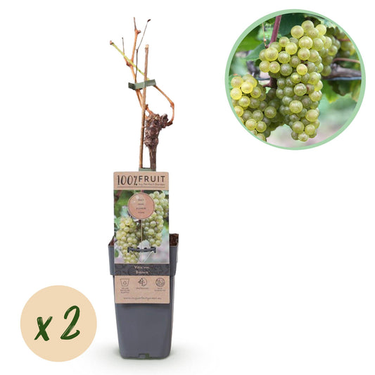 Weiße Traube Vitis vinifera Bianca – 2 Pflanzen, 15cm Topf | Pflanzfix24