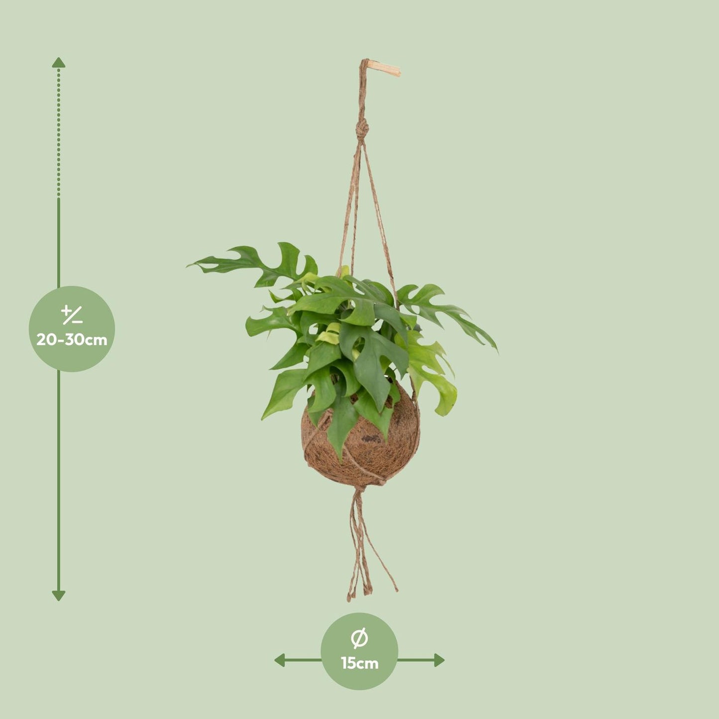 Monstera Minima im Kokodama – Lochpflanze Ø15cm | Pflanzfix24.de - Pflanzfix24.de
