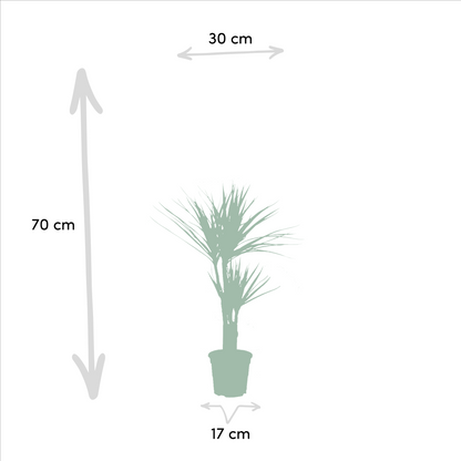 Dracaena & Yucca Zimmerpflanzen Set - Pflanzfix24.de - Pflanzfix24.de