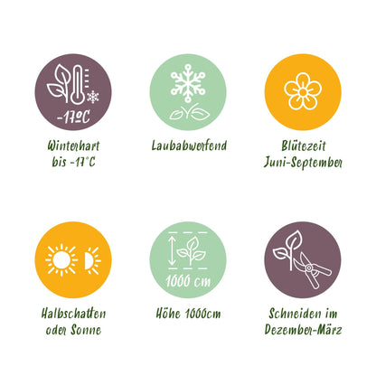 GreenboutiQ - Kletterrose - Rosa New Dawn - Blüte Hellrosa - 2 Pflanzen - Pflanzfix24.de - Pflanzfix24.de