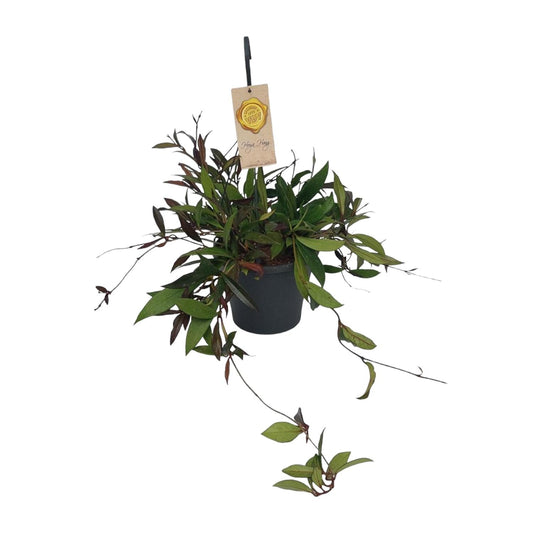 Hoya Carnosa Compacta - Ø19cm - ↕20cm - Pflanzfix24