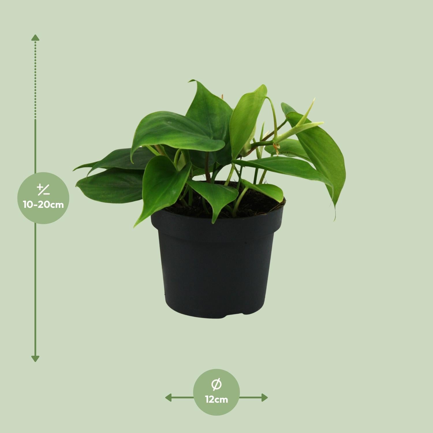 Philodendron Scandens 20cm Ø12cm – Pflegeleichte Zimmerpflanze | Pflanzfix24.de - Pflanzfix24.de