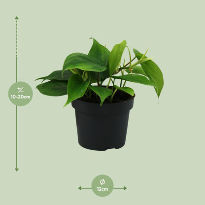 Philodendron Scandens 20cm Ø12cm – Pflegeleichte Zimmerpflanze | Pflanzfix24.de - Pflanzfix24.de