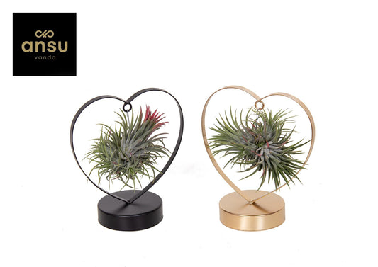 Tillandsia Love Edition Schwarz/Goud Mix - 2 Stücke - Pflanzfix24