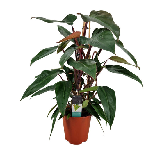 Philodendron New Red Pyramide - Ø19cm - ↕75cm bei Pflanzfix24