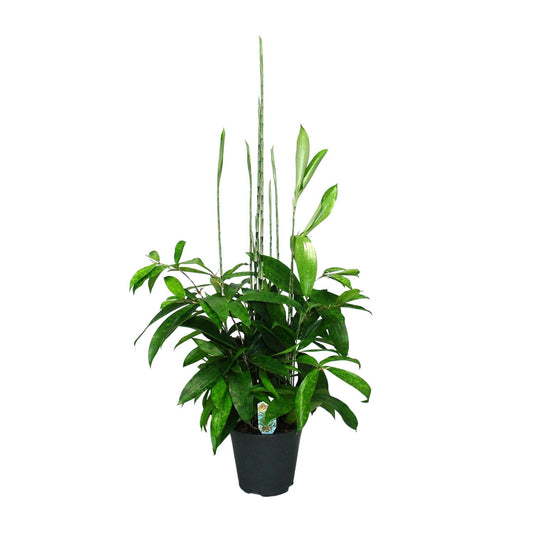 Dracaena Surculosa - Ø17cm - ↕60cm - Pflanzfix24