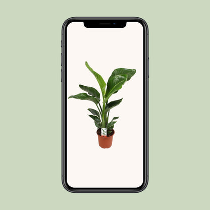 Strelitzia Nicolai 17 cm Ø17 cm 70 cm hoch | Pflanzfix24