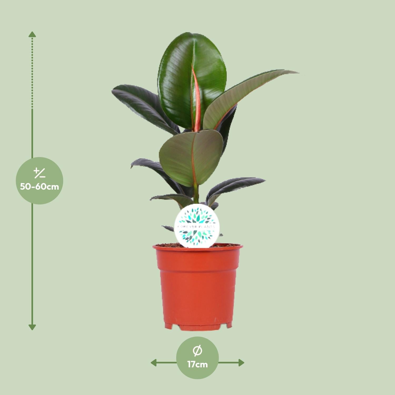 Ficus Elastica Robusta - Ø17cm - ↕55cm bei Pflanzfix24.de - Pflanzfix24.de