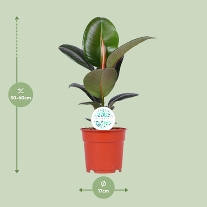 Ficus Elastica Robusta - Ø17cm - ↕55cm bei Pflanzfix24.de - Pflanzfix24.de