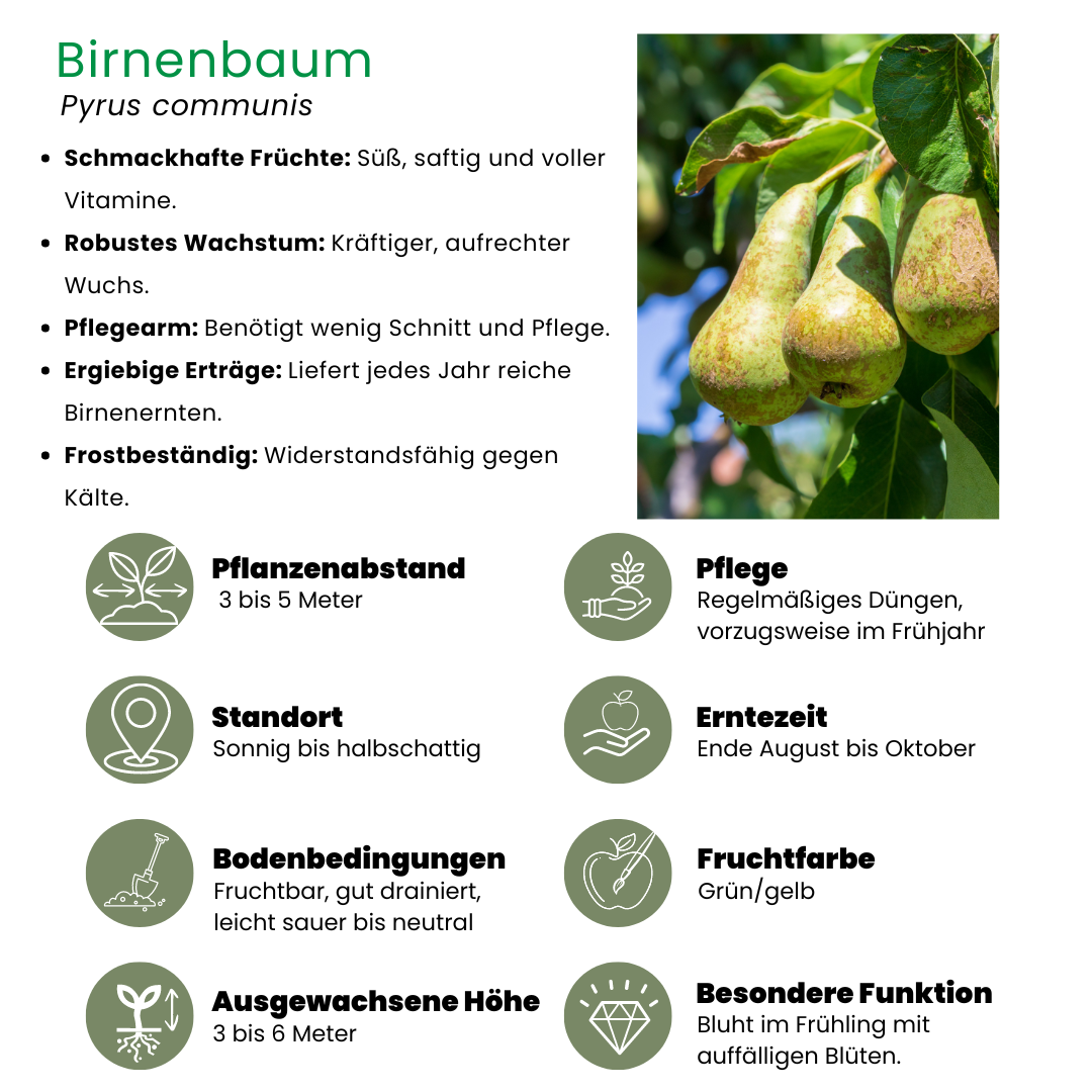 Biologischer Apfelbaum Malus Elstar - 20 cm Ø - 60 cm - Pflanzfix24.de - Pflanzfix24.de