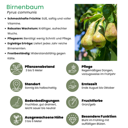 Biologischer Apfelbaum Malus Elstar - 20 cm Ø - 60 cm - Pflanzfix24.de - Pflanzfix24.de