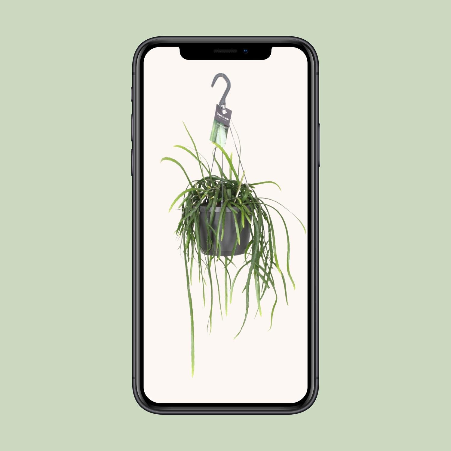 Lepismium Bolivianum – Kaktus 40 cm Ø17 | Pflanzfix24.de - Pflanzfix24.de