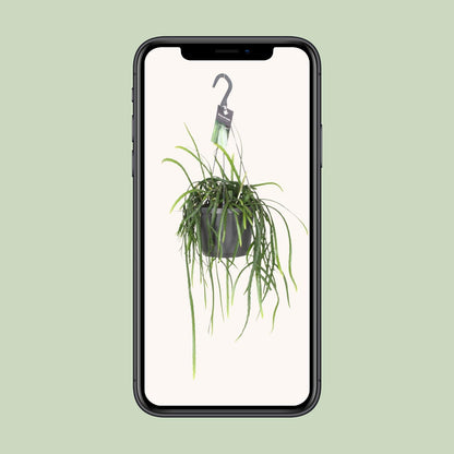 Lepismium Bolivianum – Kaktus 40 cm Ø17 | Pflanzfix24.de - Pflanzfix24.de
