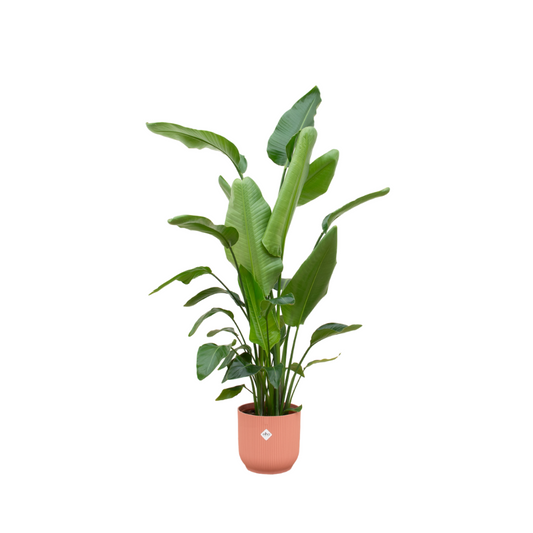 Strelitzia Nicolai 180 cm mit Elho Vibes Fold Round Topf rosa – Pflanzfix24.de - Pflanzfix24.de