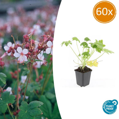60x Geranium macr. 'Spessart' - pflanzfix24