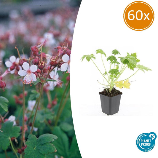 60x Geranium macr. 'Spessart' - pflanzfix24