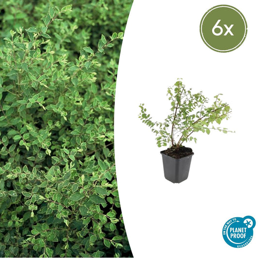 6x Symphoricarpos ch. 'Hancock' - ↕10-25cm - Ø9cm - pflanzfix24