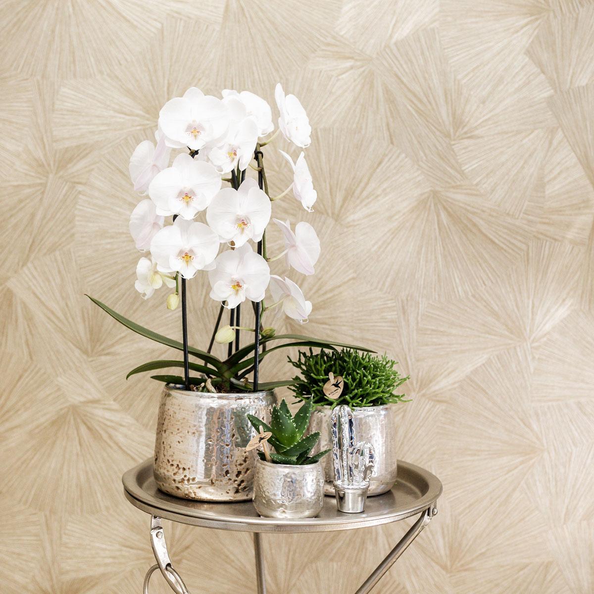 Kolibri Orchideen Phalaenopsis Niagara Fall Weiß Ø12cm – Pflanzfix24.de - Pflanzfix24.de
